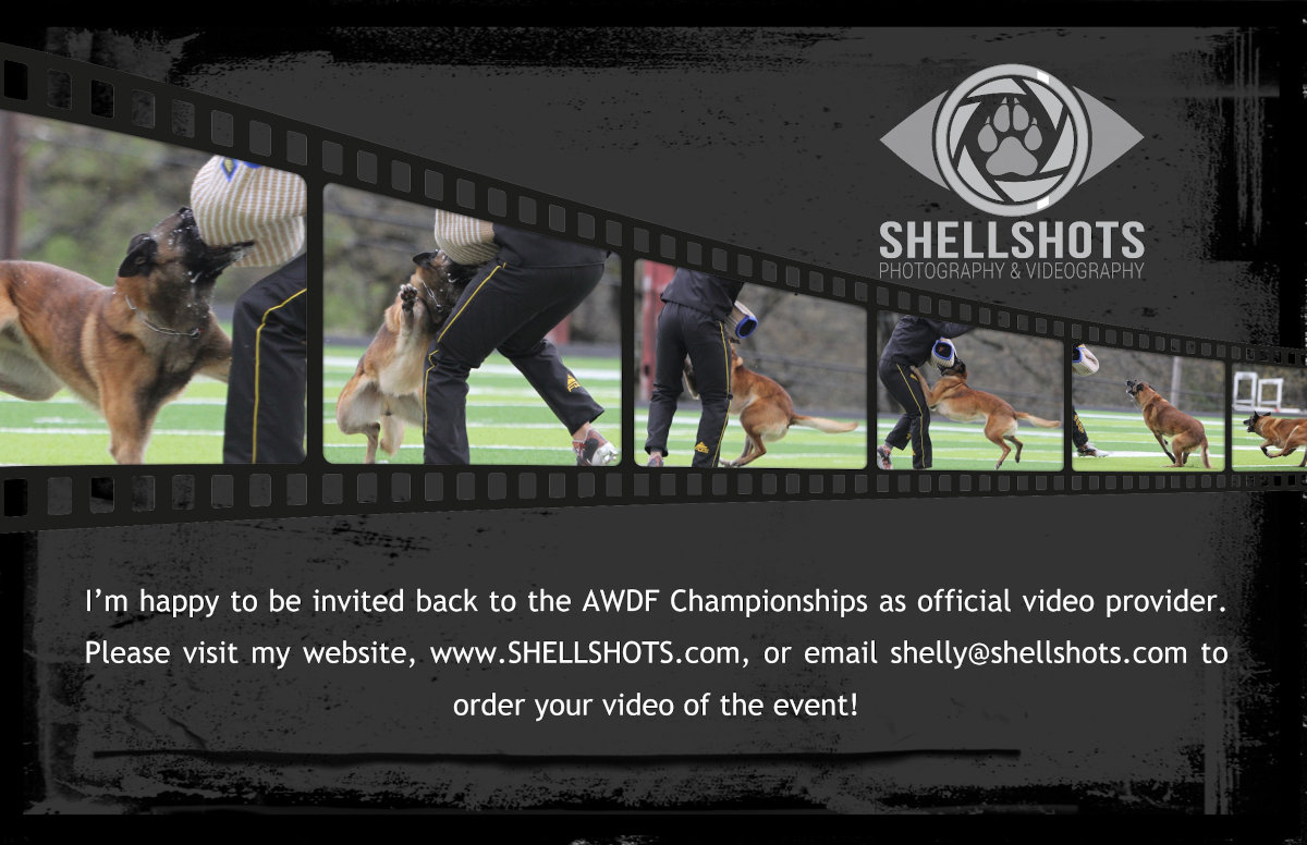 Shellshots Photography